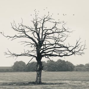 Døden - Sorg - Alderdom